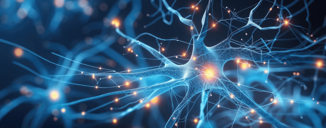 Возможна несинаптическая передача между нейронами через общую глиальную клетку